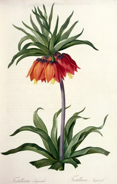 Fritillaria Imperialis da, `Les Lilacees